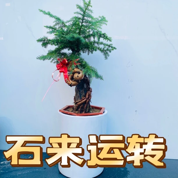 室内外好养的不老松老桩造型桌面盆栽迎客松黄杨澳洲杉绿植盆景