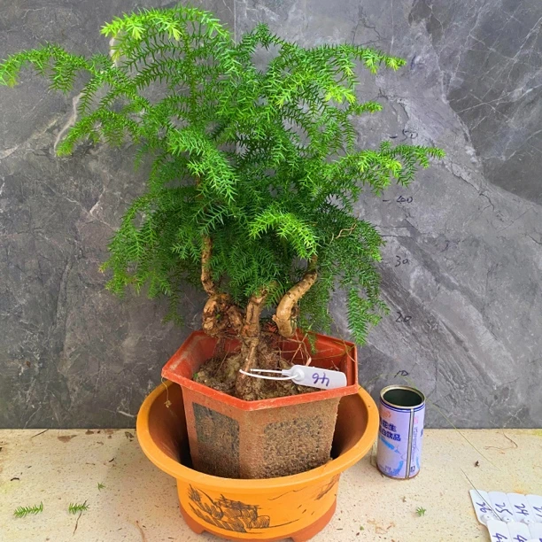 澳洲杉盆栽老桩植物造型室内外绿植盆景摆件澳洲杉盆景批发直播
