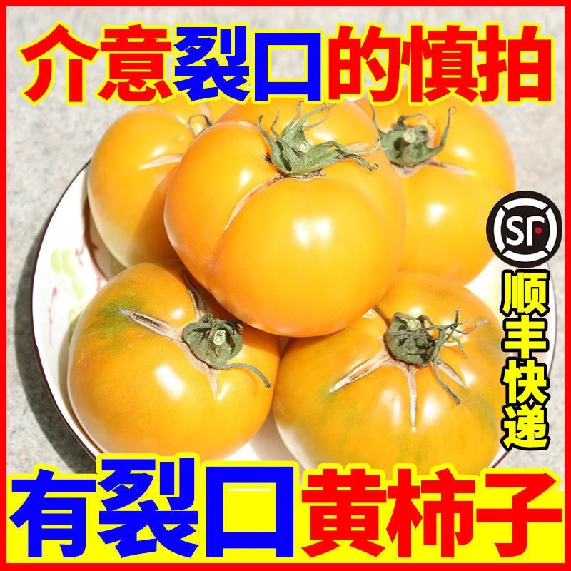 【自然裂口黄柿子】内蒙五原黄柿子沙瓤自然熟现摘黄色西红柿可生吃