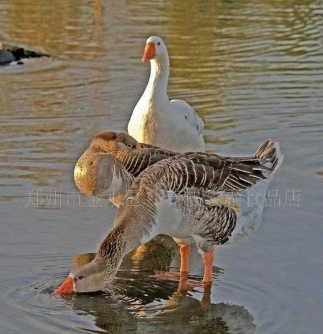 黄皮红嘴雁鹅【毛重7斤】农家散养大雁鹅200天杀完4.5斤冷链发货