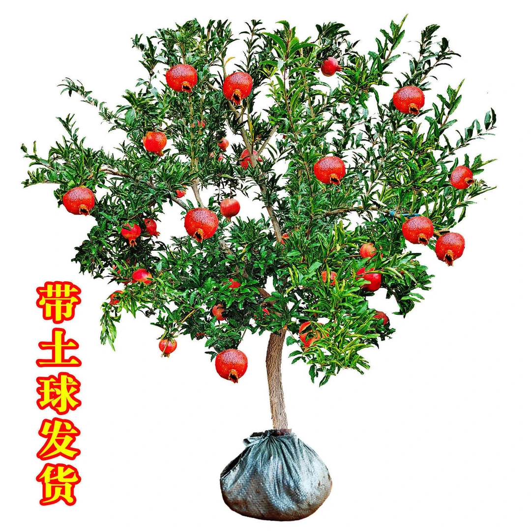 石榴树树苗特大突尼斯软籽石榴苗盆栽带土南北当年结果石榴苗庭院
