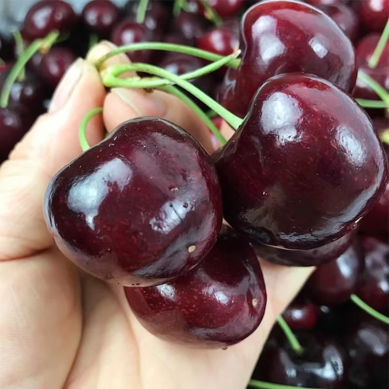 智利车厘子树苗特大樱桃树苖南方北方四季种植地栽别墅庭院果树苗