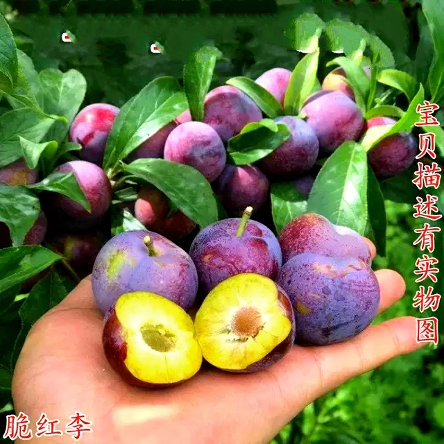 晚熟种植当年结果四川脆红李苗脱骨脆李苗苗嫁接南北方李子树果树