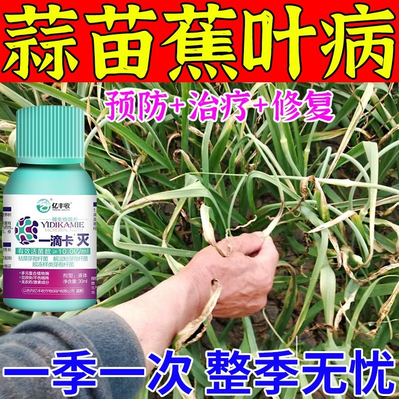 大蒜专用药大蒜病全治黄叶干尖蕉叶锈病紫斑根腐病蒜苗专用杀菌剂