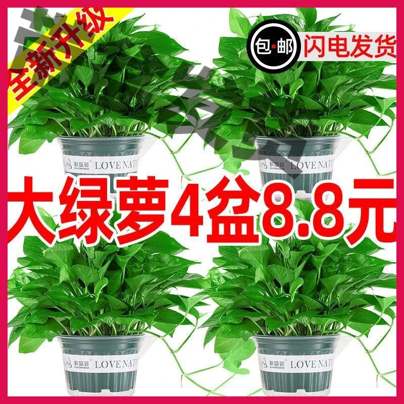 绿箩一整箱养易活室内植物花卉垂吊大叶绿萝除甲醛新房防甲醛绿植