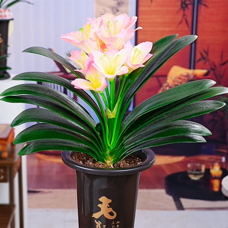 【精品粉美人 】君子兰带盆栽好发货室内易活绿植花卉四季常青好养