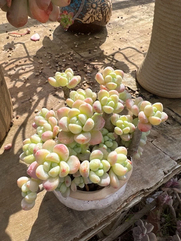 精品多肉罗琦老桩