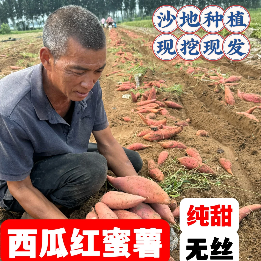 【沙地蜜薯】西瓜红红心蜜薯沙地番薯软糯香甜皮薄自种