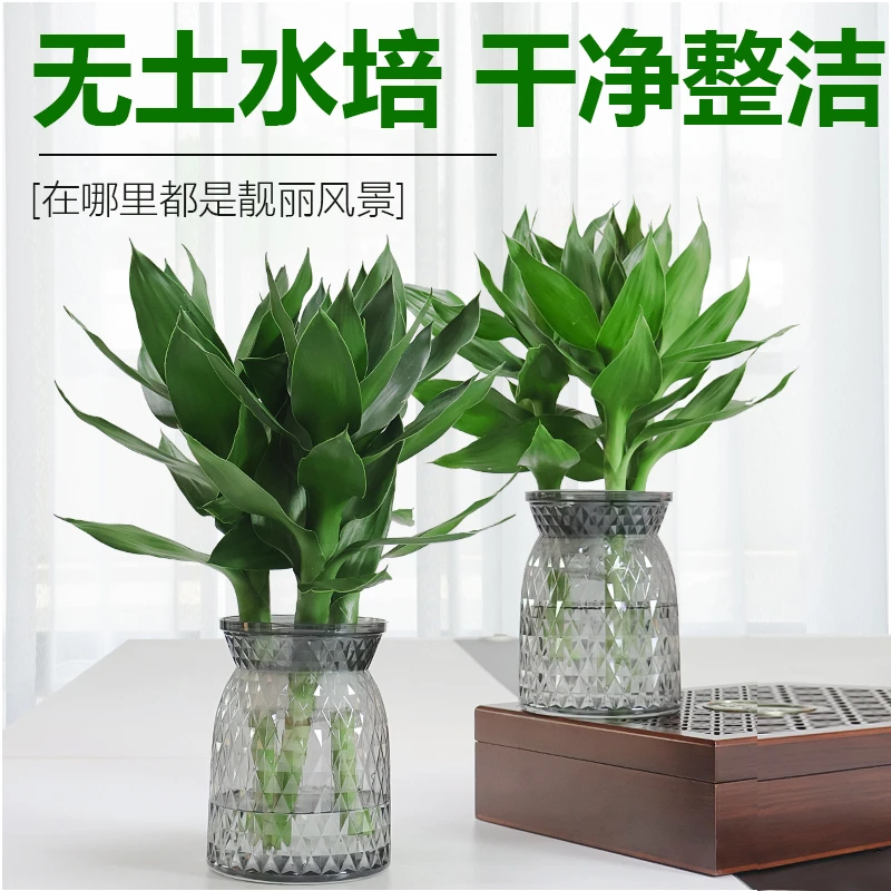 [拍一发二]水培富贵竹观音竹办公室轻奢树脂盆不带根发货星花怒放