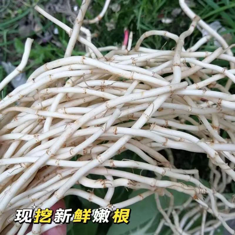 鱼腥草折耳根现挖现发
