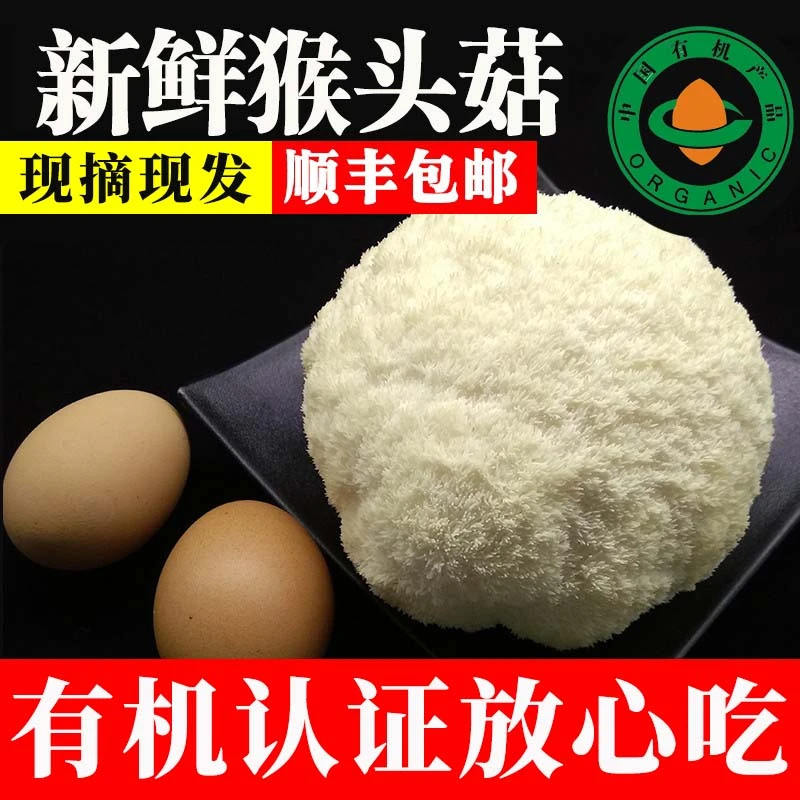长白山深山饱满新鲜有机猴头菇500g