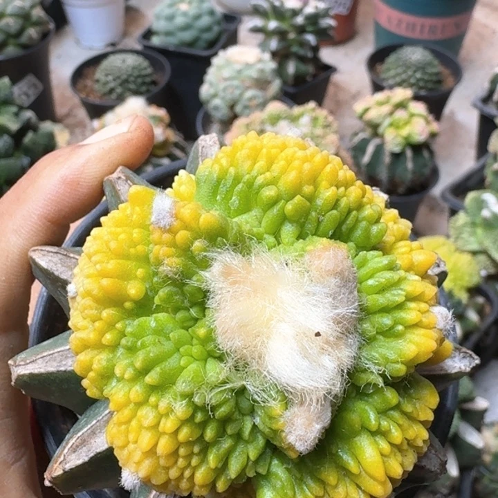 1416哥斯拉怒涛牡丹仙人球