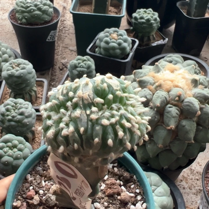0902福利仙缀仙人球