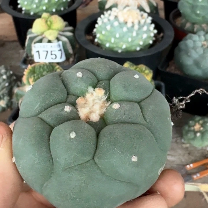 4979福利超大尤仙仙人球