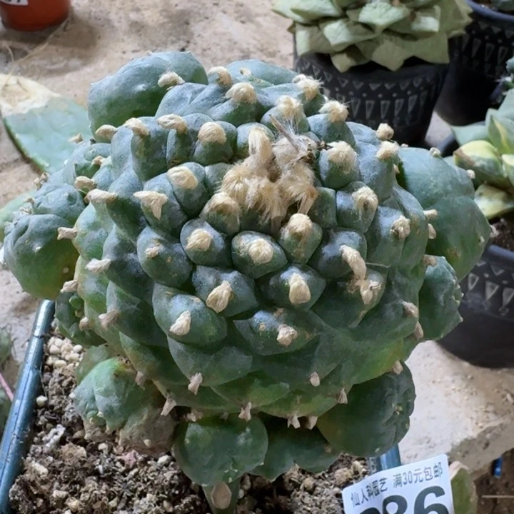 886福利长毛阶梯肋骨仙仙人球