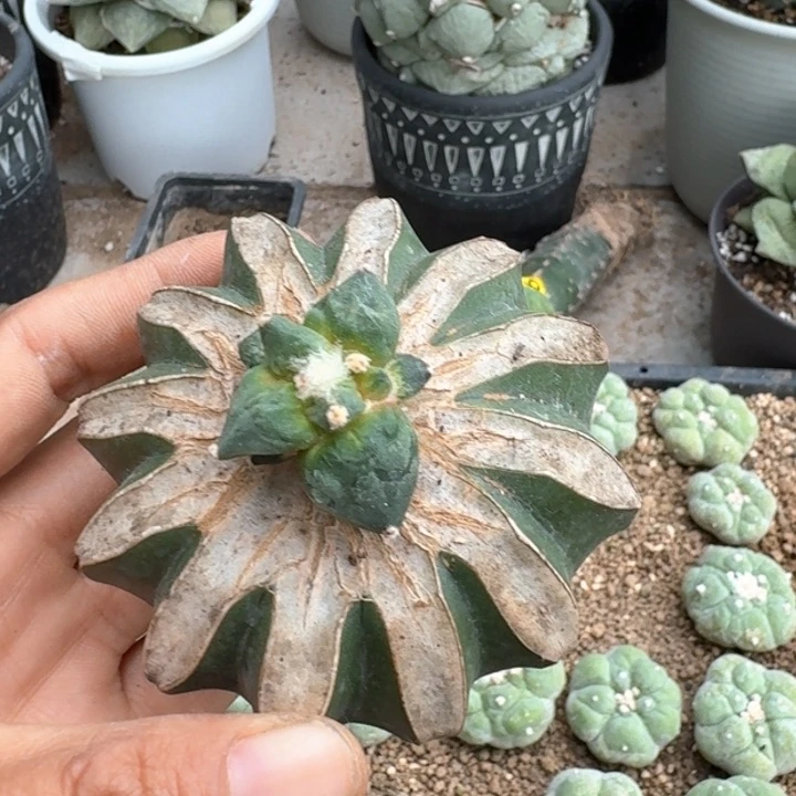 梦*缘3359村主怒涛牡丹仙人球