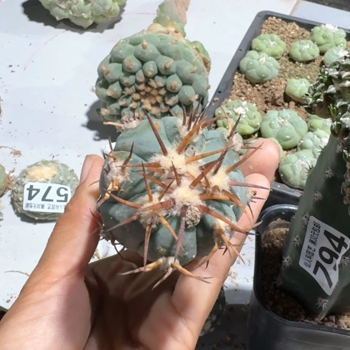 137福利花王仙人球