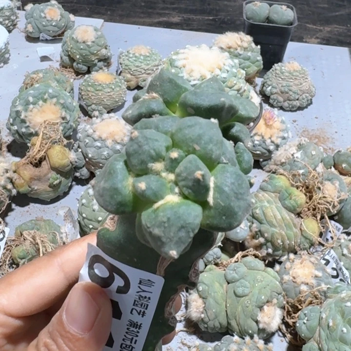 611苗接怒涛杂牡丹仙人球