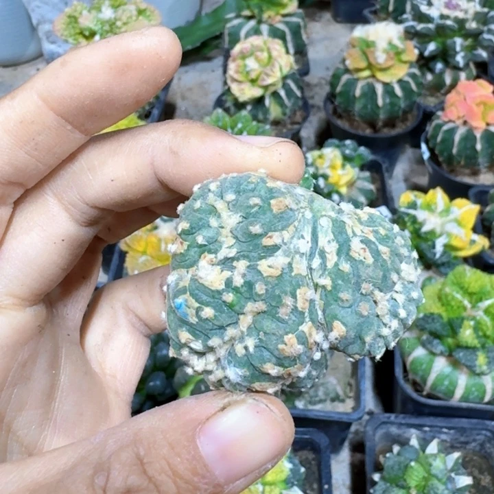 ?****鱼落地仙缀仙人球福利呀