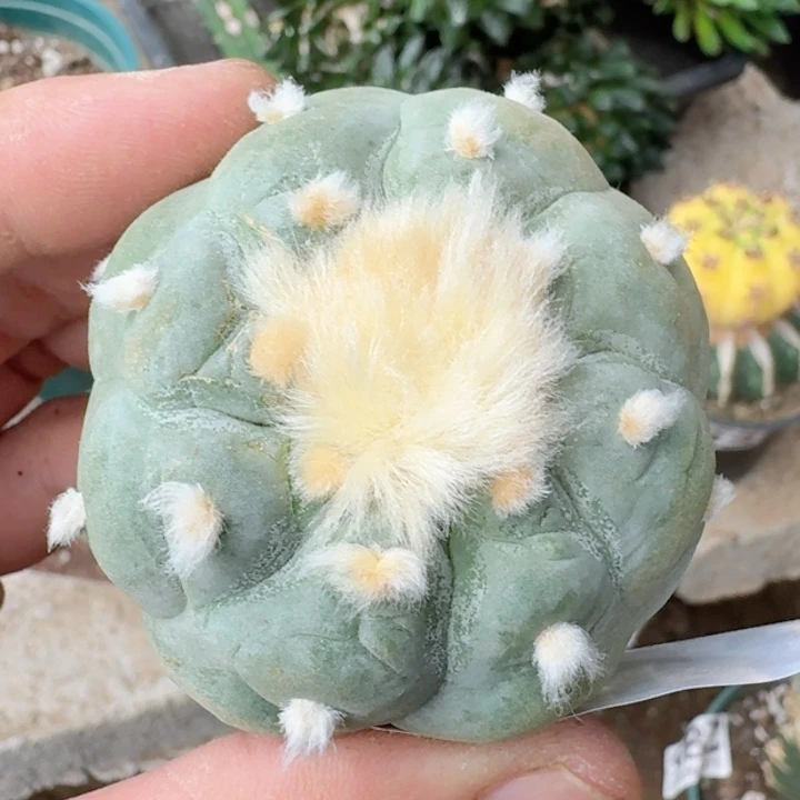 福利自根白肌大油819