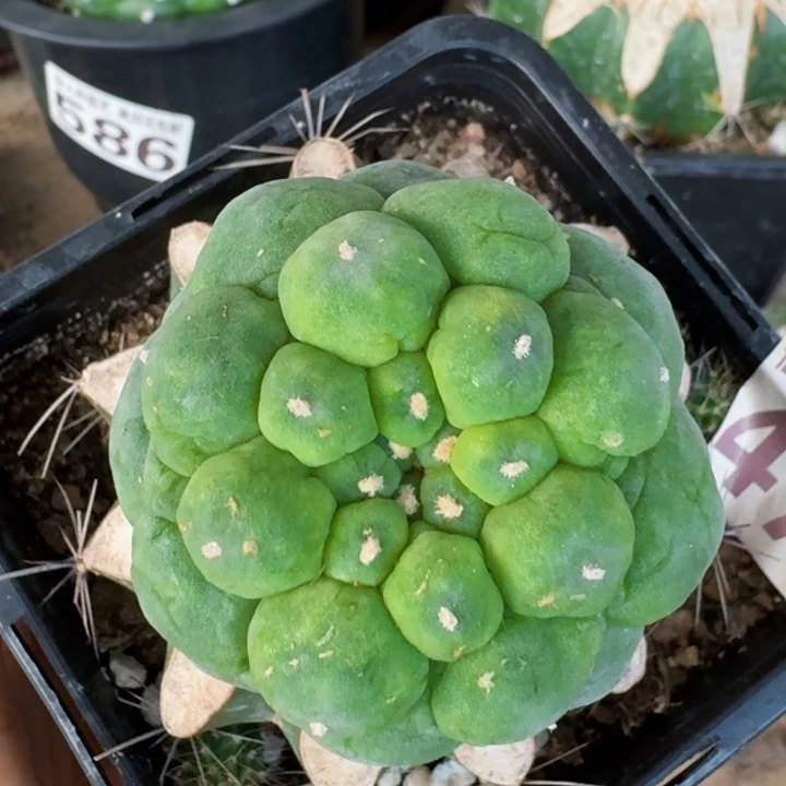 4705皱油佛头仙仙人球