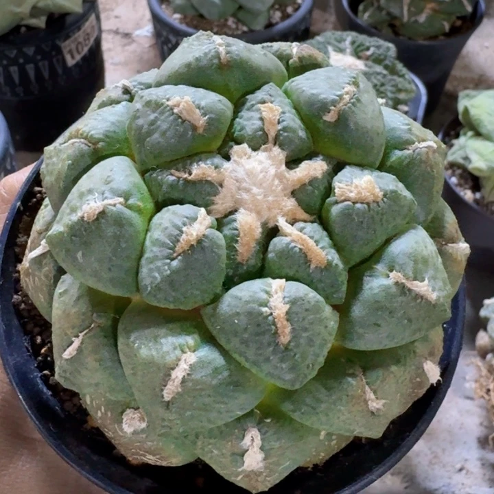 503自根光面连山牡丹仙人球