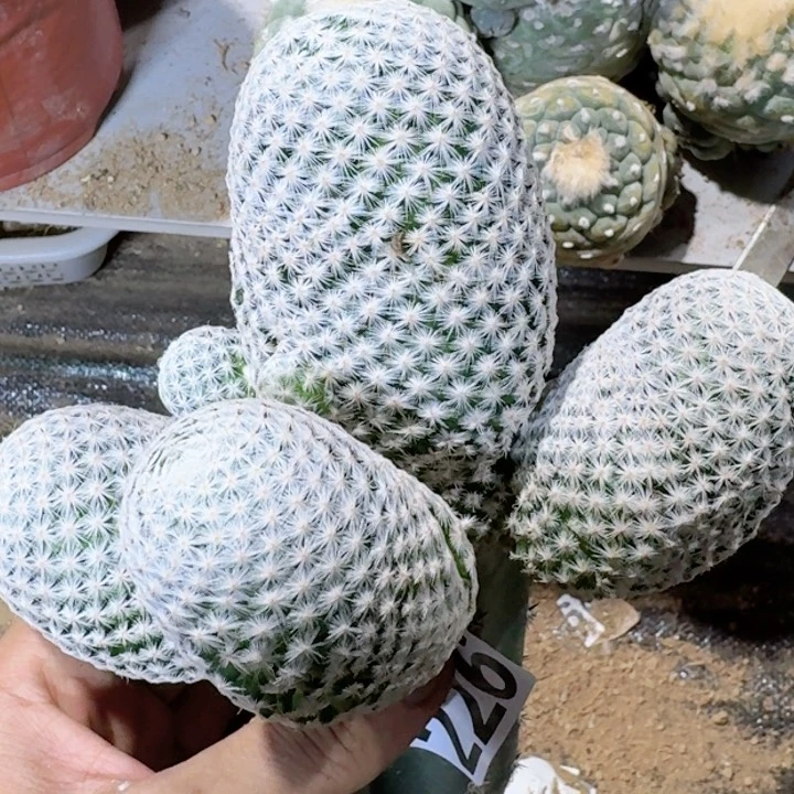 福利苗接大白鸟226