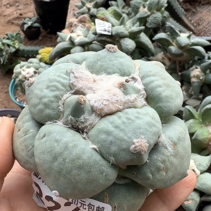 3229落地达摩青瓷牡丹仙人球