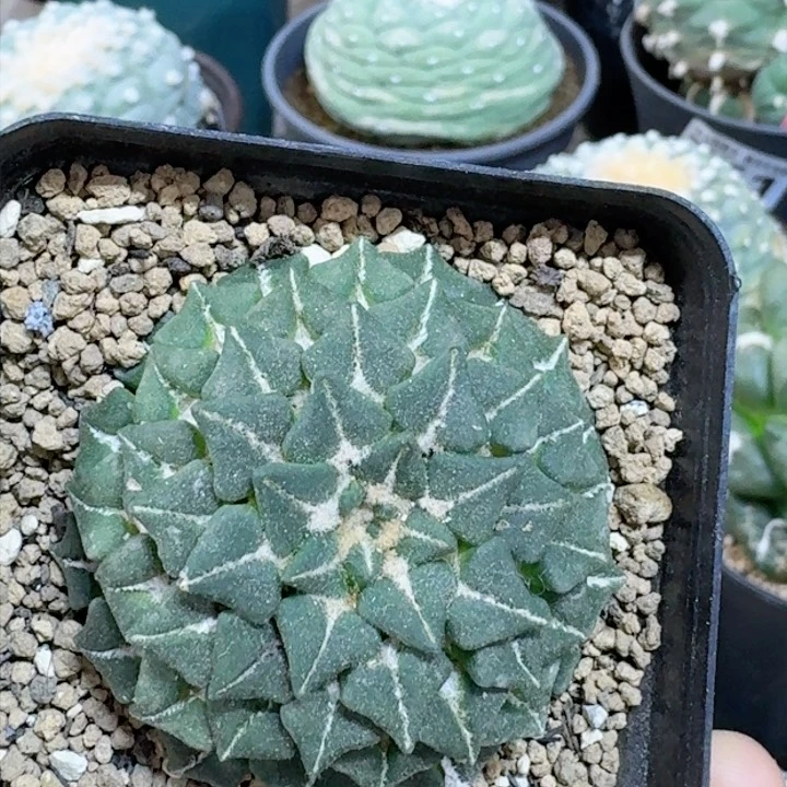 自根红花馒头姬牡丹仙人球