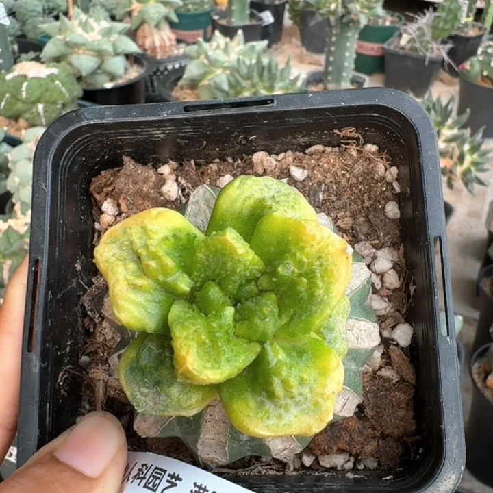 719大尤哥斯拉牡丹锦仙人球