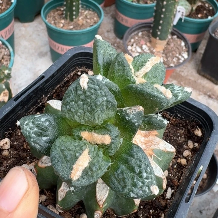 640苗接哥怒牡丹仙人球