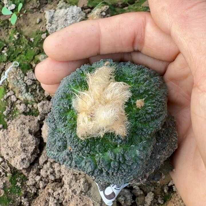 4054菜花牡丹仙人球