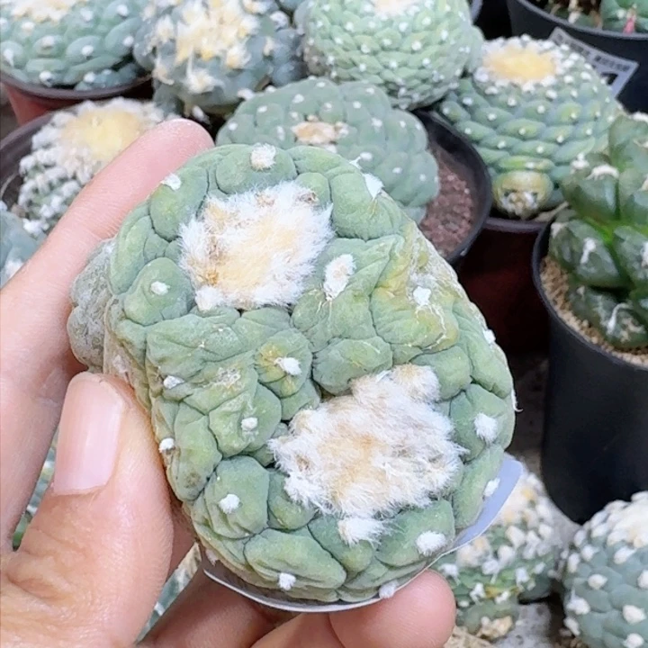 娅****⁶309自根双头连体仙仙人球