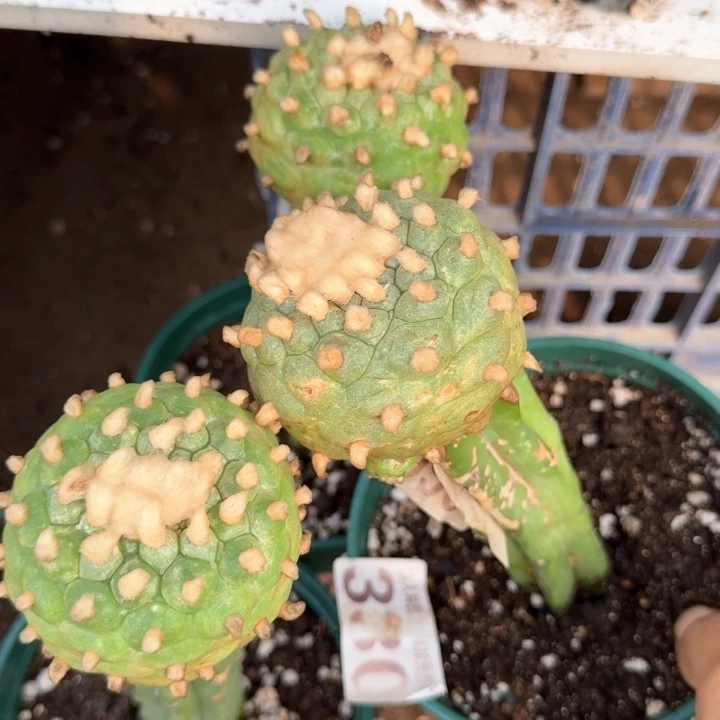 330三个佛头仙仙人球