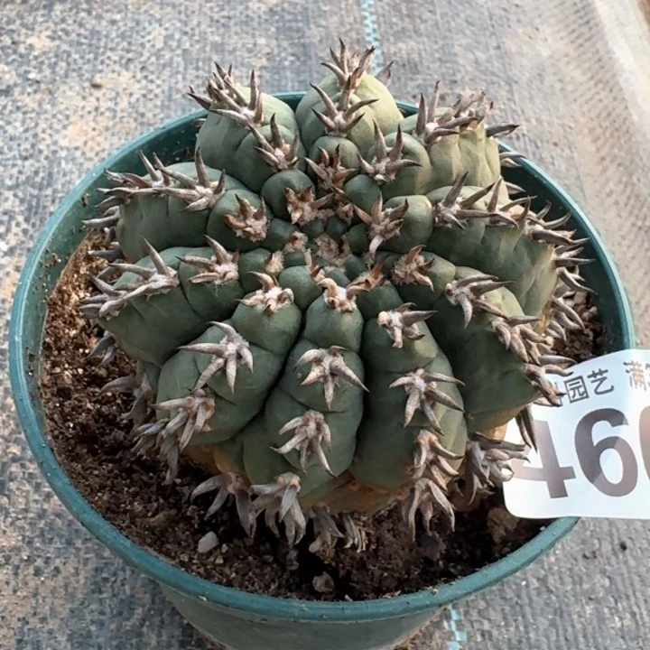 4600落地猫爪没根仙人球