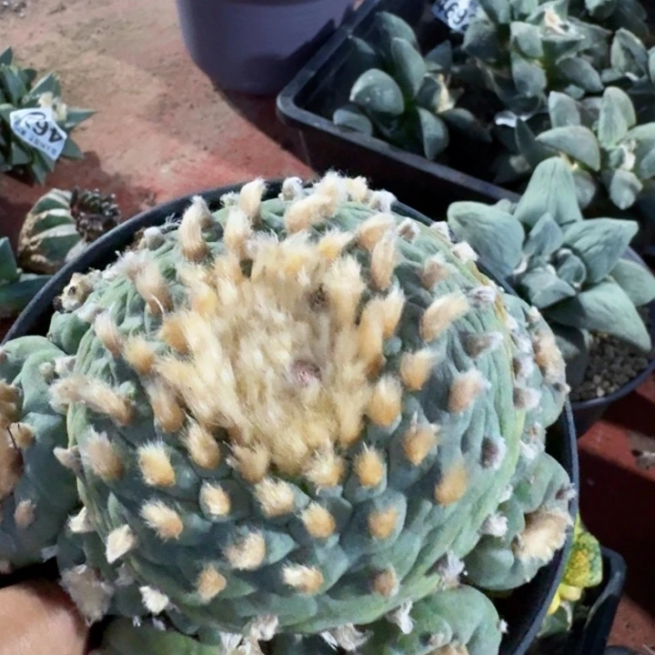 正***音733原地风佛头仙仙人球