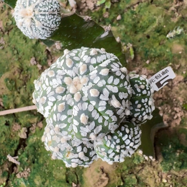 4255苗接群头兜仙人球