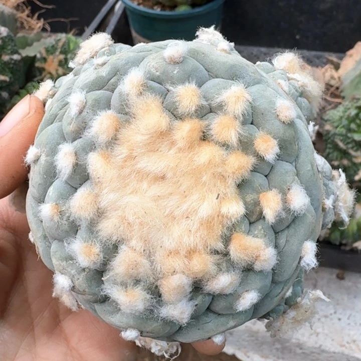 833自根超白肌佛头仙仙人球