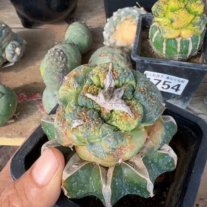 4483超大尤连山牡丹锦仙人球