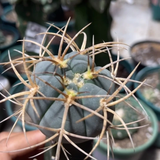 440光琳玉仙人球