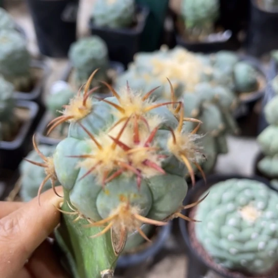 769福利花王仙人球