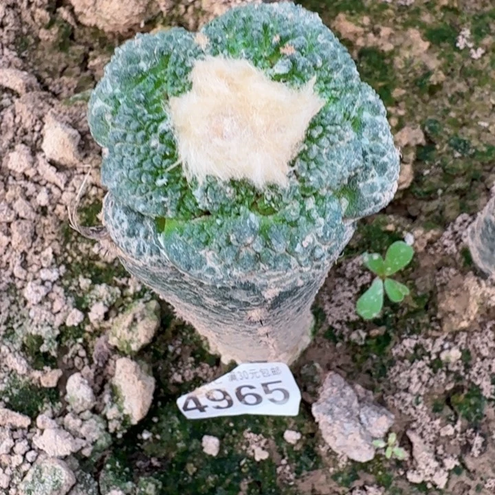 4965超大尤哥斯拉牡丹仙人球