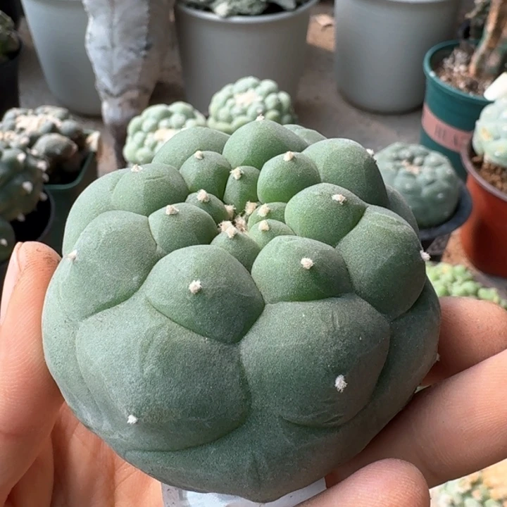 011落地黑肌大尤仙仙人球