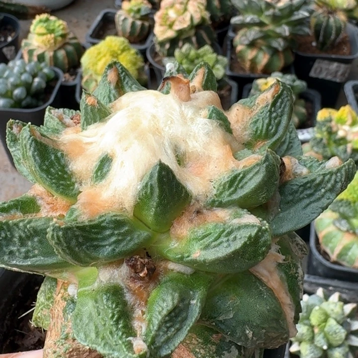 1665鹰嘴龙牙牡丹仙人球