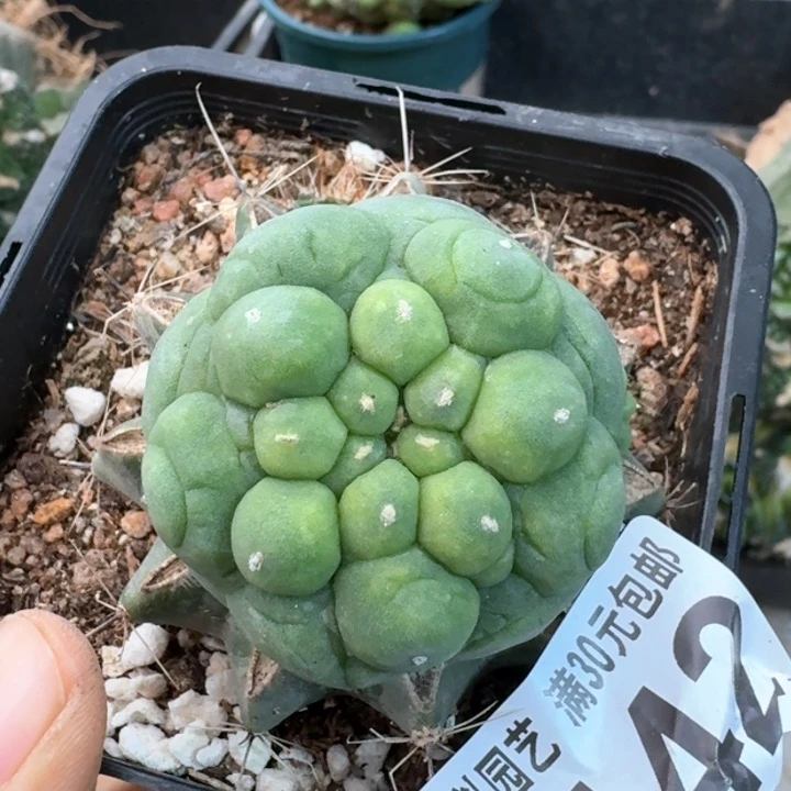 一***。4442苗接大皱油仙仙人球