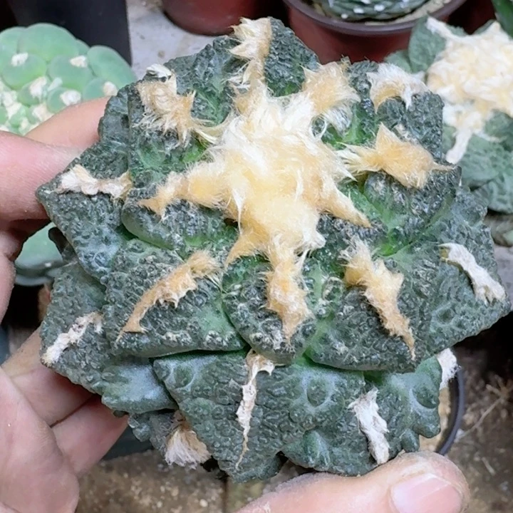 清*福利苗接大龟甲231