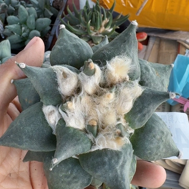 4733丸叶青瓷怒涛牡丹仙人球