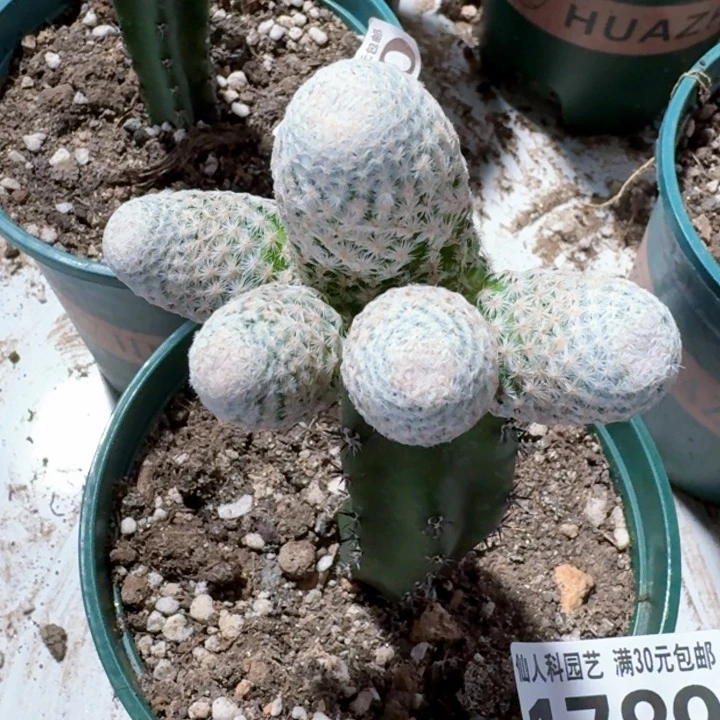 1789苗接白鸟群仙人球