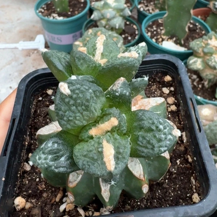 640苗接哥怒牡丹仙人球