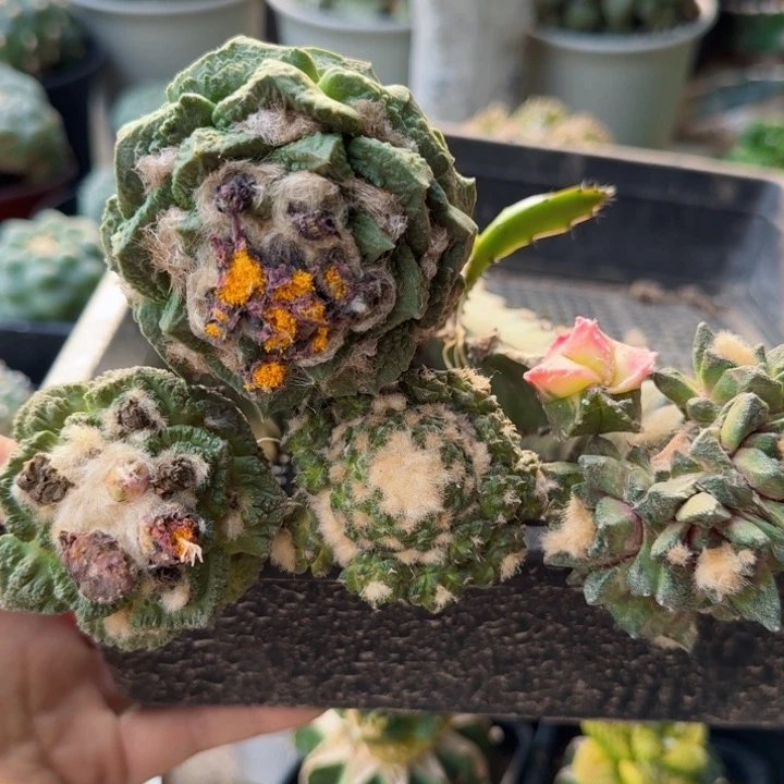 1796福利一筐牡丹仙人球